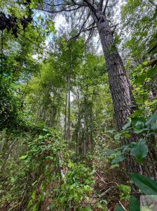 0000 CR 4675, Atlanta, Texas 75551