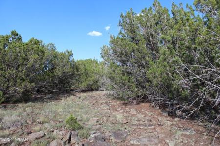 84 CR #3199, Vernon, Arizona 85940, USA