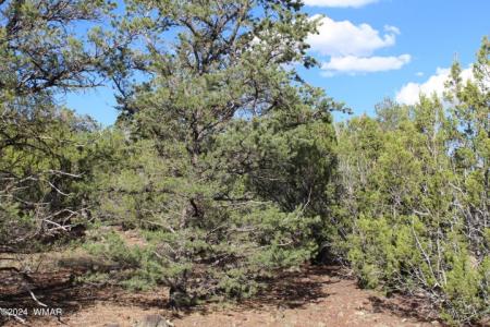 84 CR #3199, Vernon, Arizona 85940, USA
