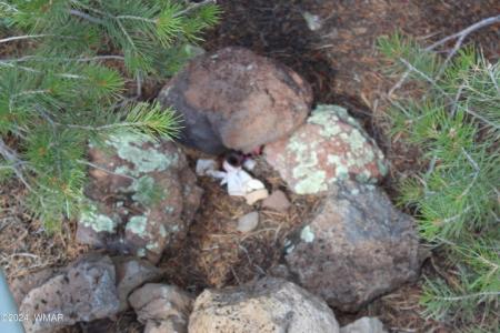 84 CR #3199, Vernon, Arizona 85940, USA