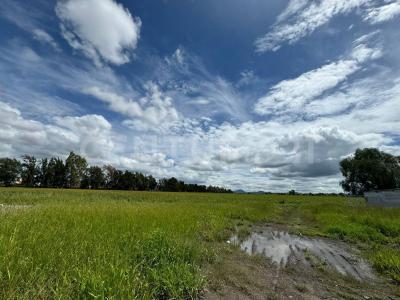 Irapuato, Guanajuato 36584, Mexico