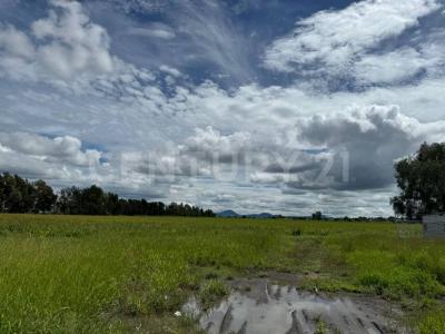 Irapuato, Guanajuato 36584, Mexico