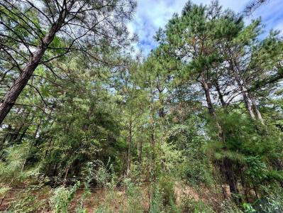 TBD County Road 2228, Douglassville, Texas 75560, États-Unis