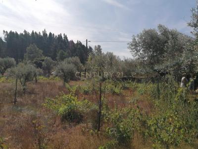 Figueiró Dos Vinhos, Leiria 3260-000, Portogallo
