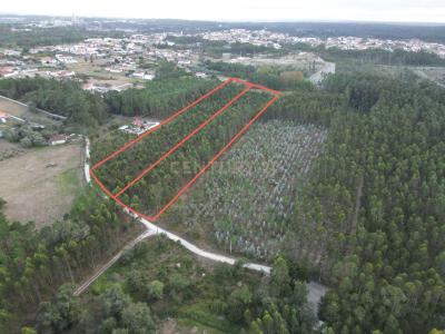 Leiria, Leiria 2405-029, Portugalia