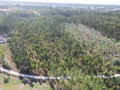 Leiria, Leiria 2405-029, Portugal