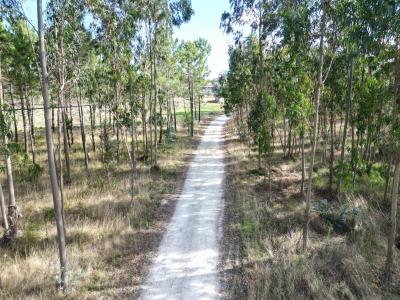 Leiria, Leiria 2405-029, Portugal