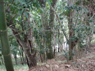 gavilan via papelon 10 23´05´´N 66 48´49´´W, Caracas, Miranda 1060, Venzuela