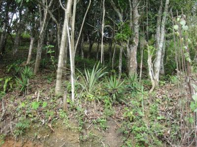 gavilan via papelon 10 23´05´´N 66 48´49´´W, Caracas, Miranda 1060, Venzuela