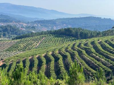 Fundão, Castelo Branco 6230-152, Portugal
