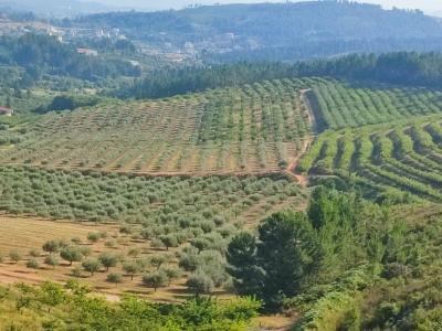 Fundão, Castelo Branco 6230-152, Portugalia