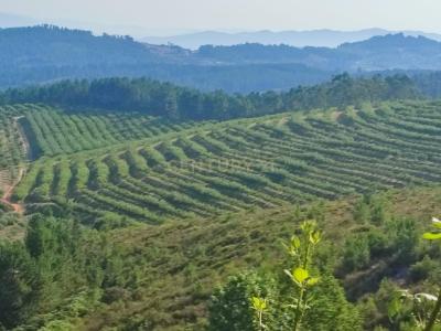 Fundão, Castelo Branco 6230-152, Portugalia