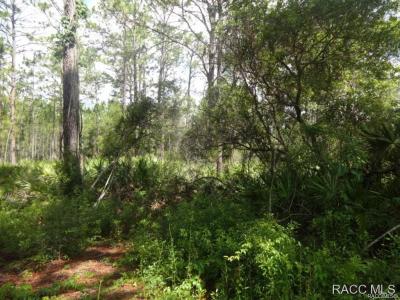 7970 W Delta Court, Crystal River, Floryda 34429, USA