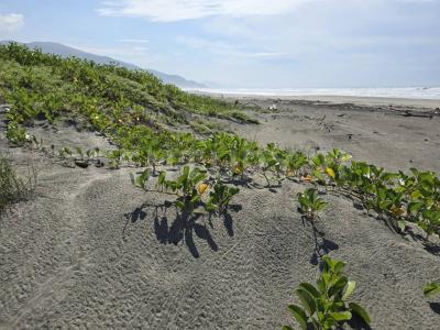 Lote 22, Manzana 71, Zona 01 22,, Aquila, Michoacán 60870, Mexico