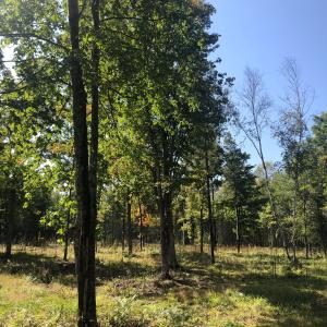 Mercer Lake Circle South Lot 2, Mercer, Wisconsin 54547