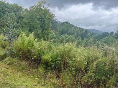 Lot 84 Ridge Peak View, Blairsville, Georgia 30512, Estados Unidos