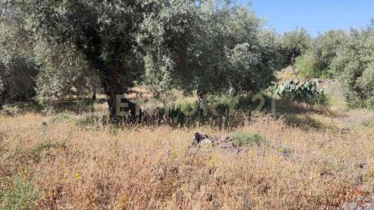 Belpasso, Sicilia 95032, Italy