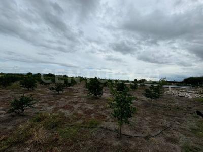 Gomez Orozco s/n,, Abasolo, Guanajuato 36970, Mexique