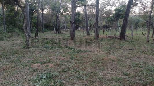 Ciervo cua, San Bernardino , San Bernardino, Cordillera 00001, Paraguay