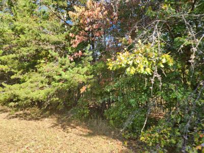 000 Kiser Fork Road, Olive Hill, Kentucky 41164, Estados Unidos
