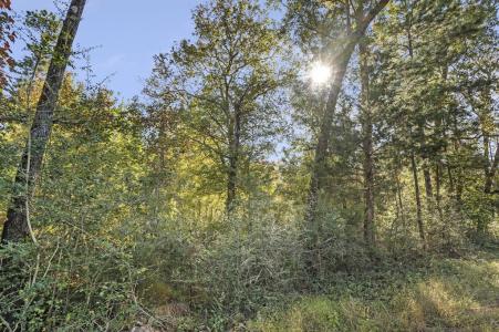 R32313 Sandy Creek Road, Zavalla, 텍사스 75980, 미국