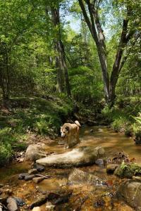 Rizzitello Lane, Blairsville, Georgia 30512, Estados Unidos