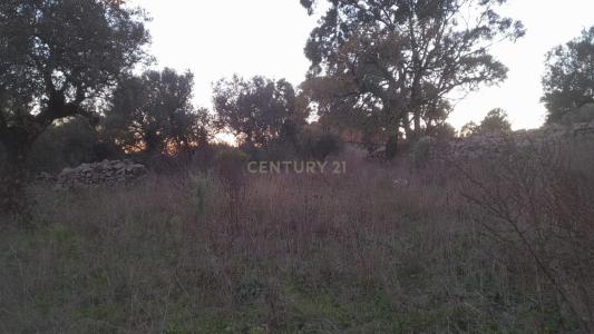 Alcanena, Santarém 2380-608, Portugal