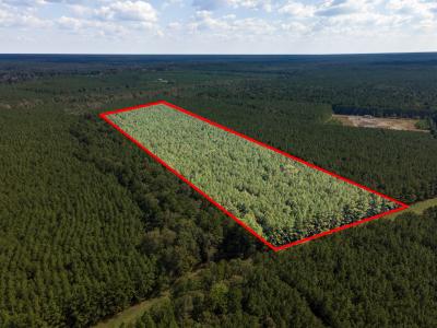 Parcel #28382 County Road 403, San Augustine, Texas 75972, USA