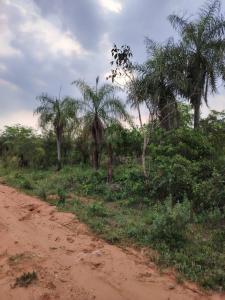 ype cañy y puesto oveja , Altos, Cordillera 00001, Paraguay