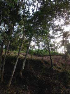 La Morita Terreno, San Antonio De Los Altos, Miranda 1204, ベネズエラ