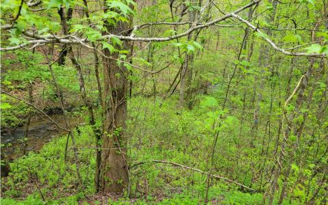 LOT27 Oak Ridge Way, Ellijay, Georgia 30536, USA