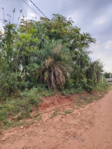 ype cañy y puesto oveja , Altos, Cordillera 00001, Paraguay