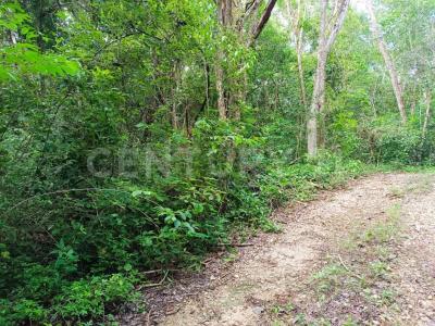 Uh May, Tulum, Quintana Roo,, Tulum, ولاية كينتانا رو 77780, المكسيك