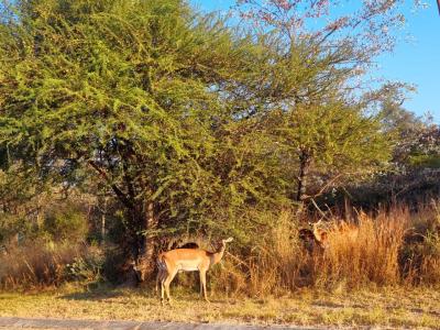 Modimolle, Limpopo, 남아프리카