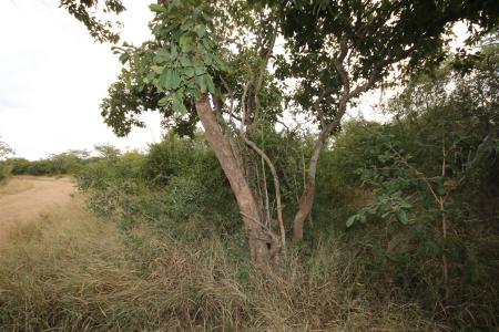 Hoedspruit, Limpopo, Republika Południowej Afryki