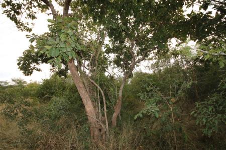 Hoedspruit, Limpopo, Republika Południowej Afryki