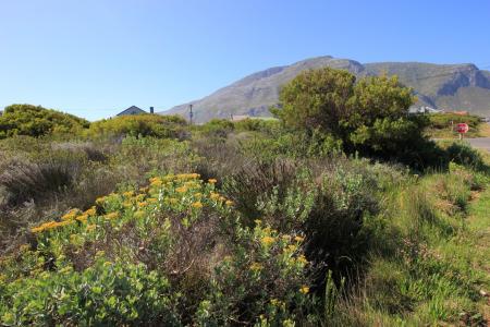 Bettys Bay, Western Cape, 南アフリカ