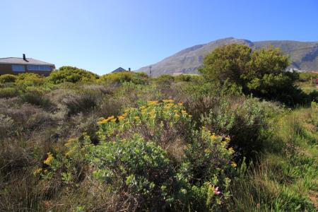 Bettys Bay, Western Cape, 南アフリカ