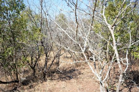 Hoedspruit, Limpopo, Republika Południowej Afryki