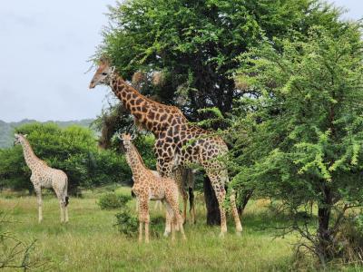 Bela Bela, Limpopo, Южная Африка