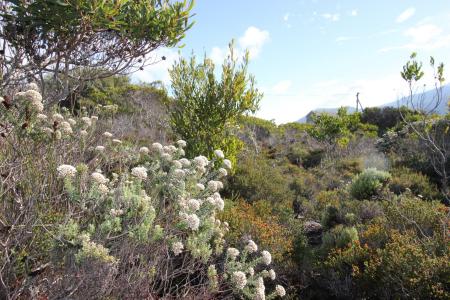 Bettys Bay, Western Cape, África Do Sul