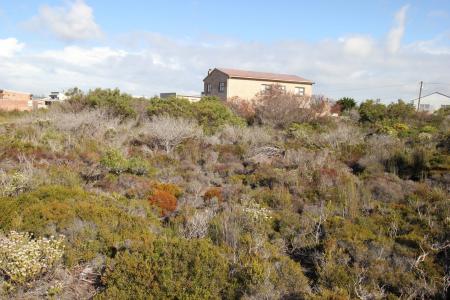 Bettys Bay, Western Cape, África Do Sul