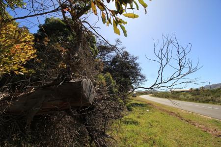 Bettys Bay, Western Cape, 南非