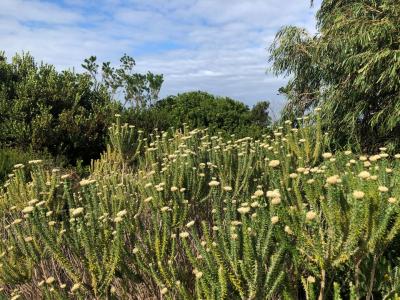 Bettys Bay, Western Cape, 南非