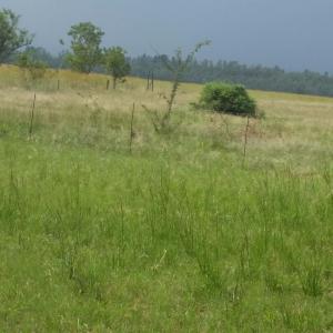 Rustenburg, North West, Nam Mỹ