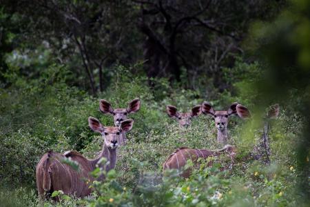 Komatipoort, Mpumalanga, South Africa