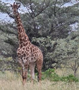 Modimolle, Limpopo, 南非