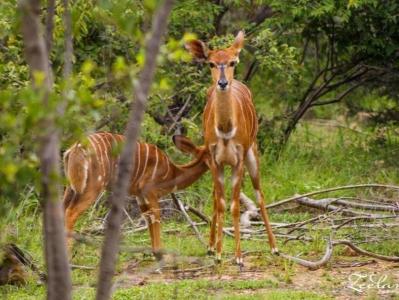 Lephalale, Limpopo, South Africa