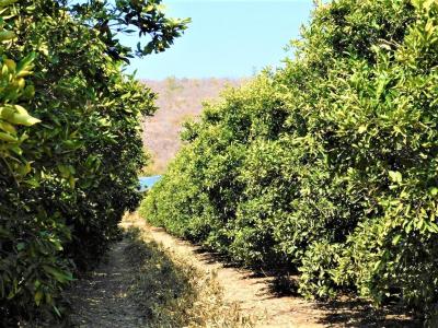 Modimolle, Limpopo, דרום אפריקה