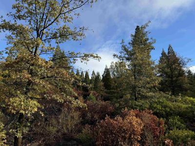 1371 Northridge Dr, Mt Shasta, 加利福尼亚州 96067-0968, 美国